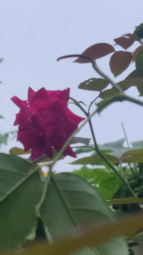 CS Abhishek