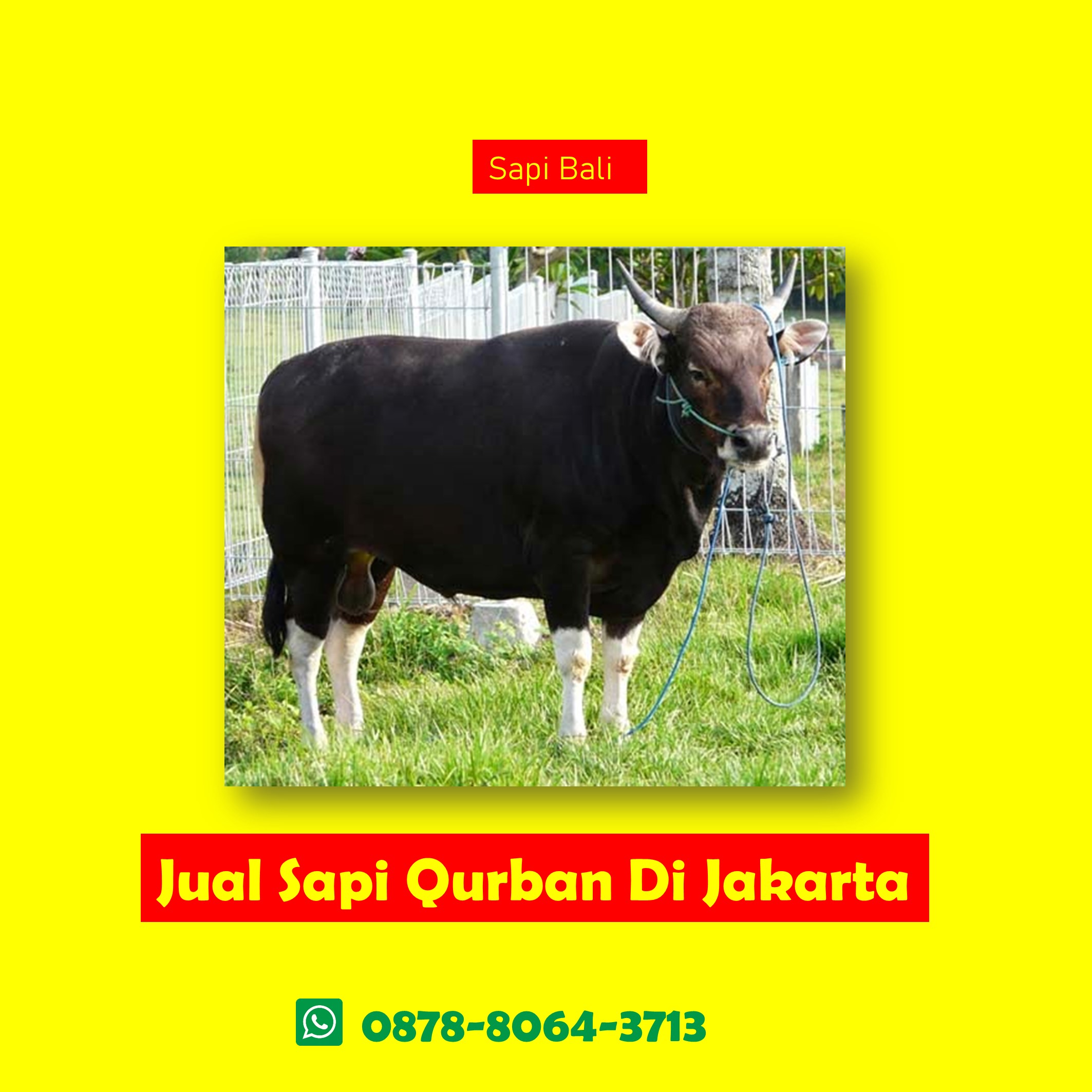 WA 0878-8064-3713 Pedagang Sapi Qurban Jakarta